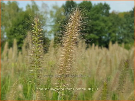 Pennisetum alopecuroides &#39;Hameln&#39;