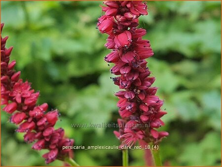 Persicaria amplexicaulis &#39;Dark Red&#39;