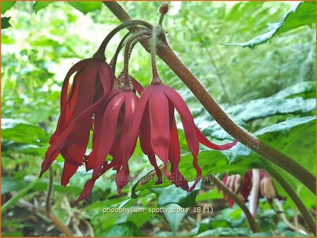 Podophyllum 'Spotty Dotty'