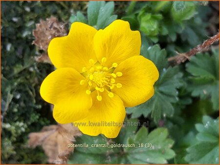 Potentilla crantzii &#39;Goldrausch&#39;
