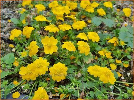 Potentilla crantzii &#39;Goldrausch&#39;