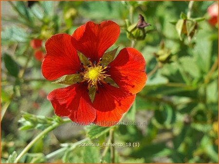 Potentilla &#39;Flamenco&#39;