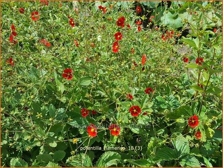 Potentilla &#39;Flamenco&#39;
