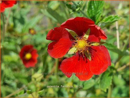 Potentilla &#39;Flamenco&#39;