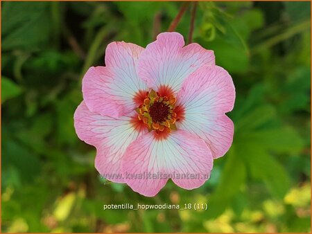 Potentilla hopwoodiana