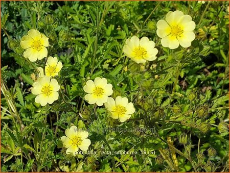 Potentilla recta &#39;Sulphurea&#39;