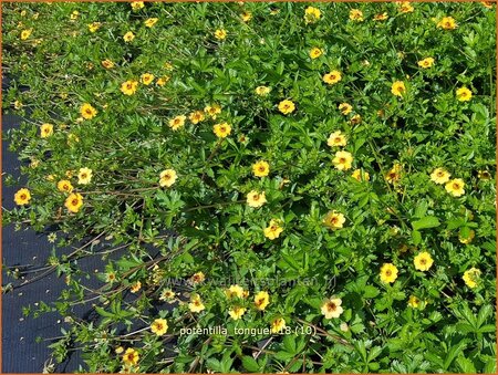 Potentilla tonguei