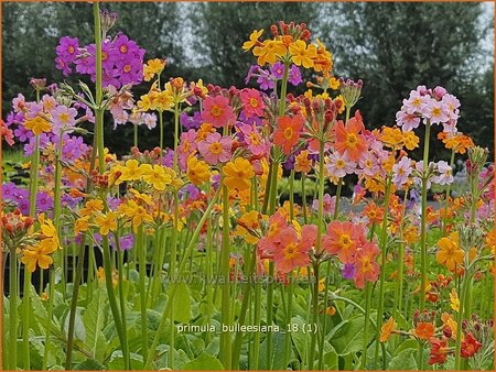 Primula bulleesiana