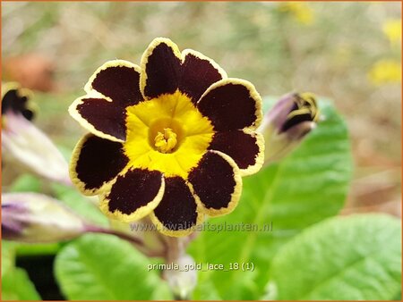 Primula 'Gold Lace'