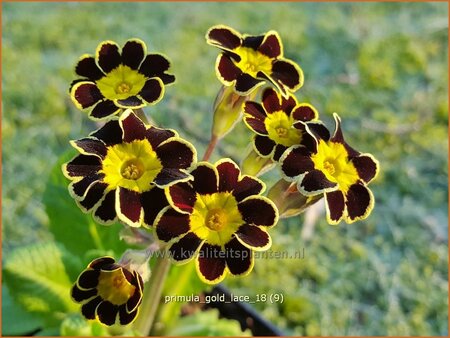 Primula &#39;Gold Lace&#39;