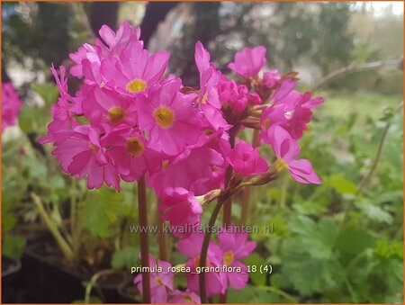Primula rosea 'Grandiflora'