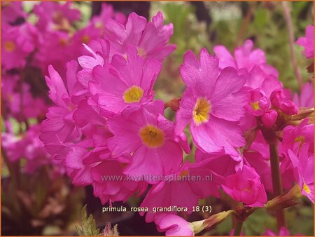 Primula rosea &#39;Grandiflora&#39;