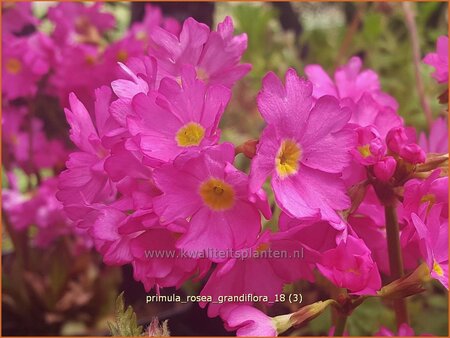 Primula rosea 'Grandiflora'