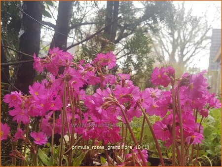 Primula rosea 'Grandiflora'
