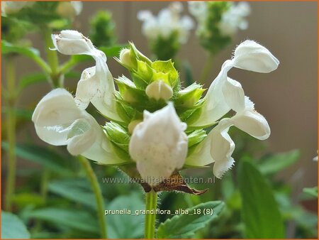 Prunella grandiflora &#39;Alba&#39;