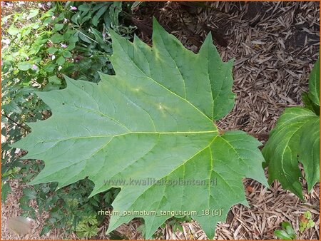 Rheum palmatum tanguticum