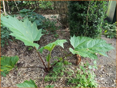 Rheum palmatum tanguticum