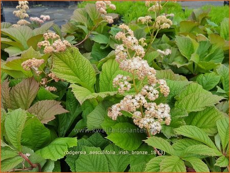 Rodgersia aesculifolia 'Irish Bronze'