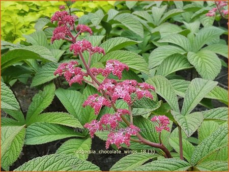 Rodgersia &#39;Chocolate Wings&#39;