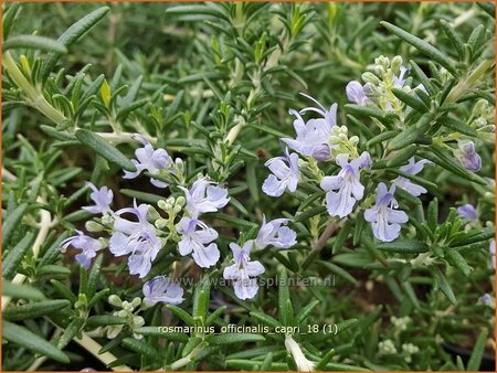 Rosmarinus officinalis &#39;Capri&#39;