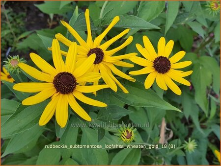Rudbeckia subtomentosa &#39;Loofahsa Wheaton Gold&#39;