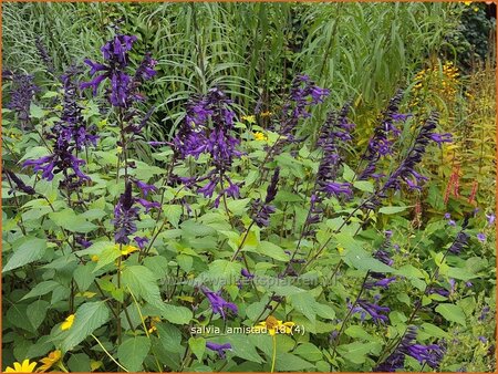 Salvia &#39;Amistad&#39;