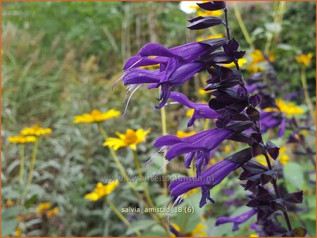 Salvia 'Amistad'