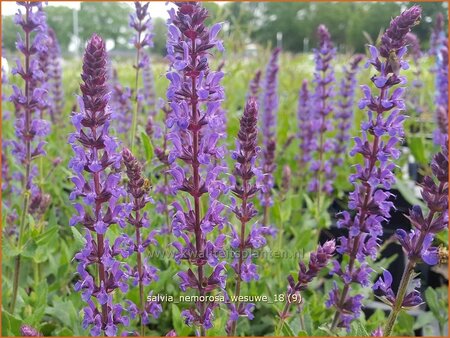 Salvia nemorosa 'Wesuwe'
