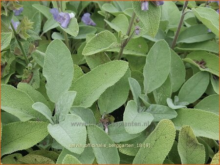 Salvia officinalis &#39;Berggarten&#39;