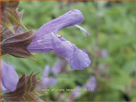 Salvia officinalis &#39;Berggarten&#39;