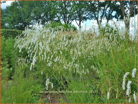Sanguisorba tenuifolia &#39;Parviflora&#39;
