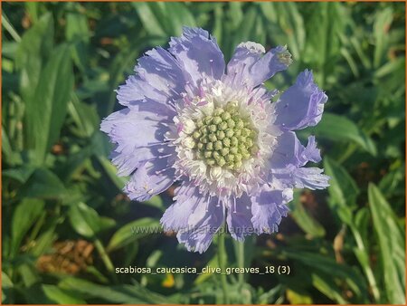 Scabiosa caucasica 'Clive Greaves'