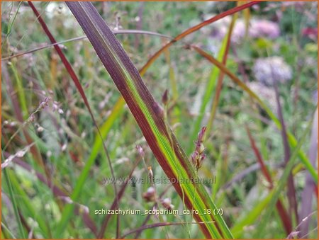Schizachyrium scoparium 'Cairo'