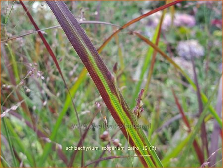 Schizachyrium scoparium &#39;Cairo&#39;