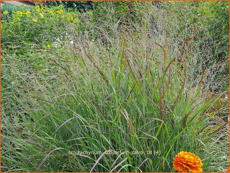 Schizachyrium scoparium &#39;Cairo&#39;