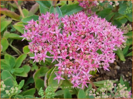 Sedum &#39;Carl&#39;