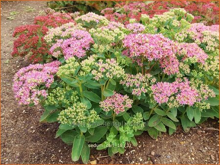 Sedum &#39;Carl&#39;