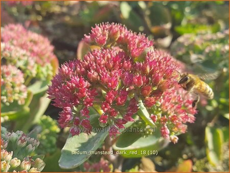 Sedum telephium 'Munstead Dark Red'