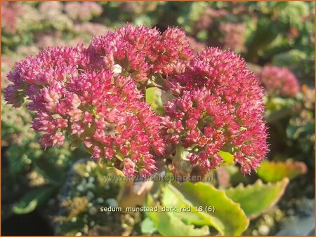 Sedum telephium 'Munstead Dark Red'