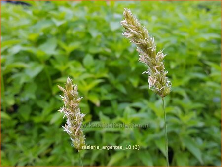 Sesleria argentea