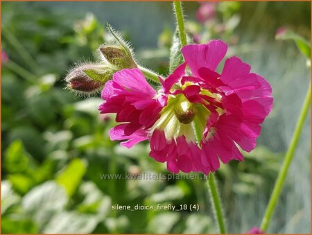 Silene dioica 'Firefly'