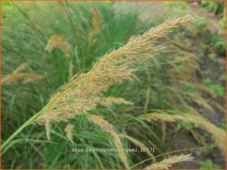 Stipa calamagrostis 'Algäu'