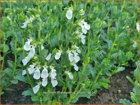 Teucrium chamaedrys &#39;Album&#39;