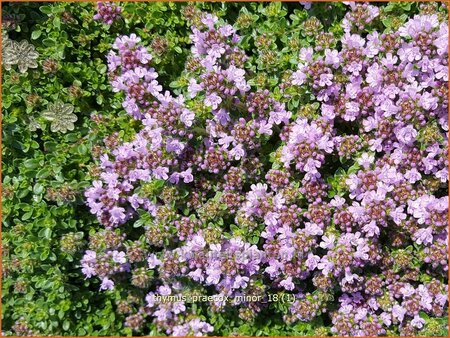 Thymus praecox &#39;Minor&#39;