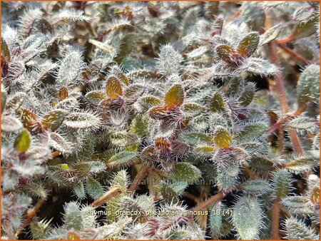 Thymus praecox &#39;Pseudolanuginosus&#39;