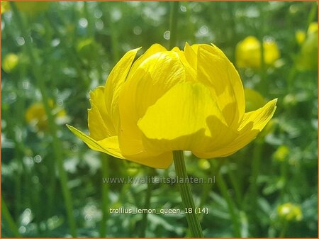 Trollius &#39;Lemon Queen&#39;