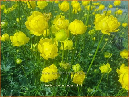 Trollius &#39;Lemon Queen&#39;