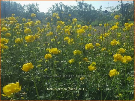 Trollius &#39;Lemon Queen&#39;