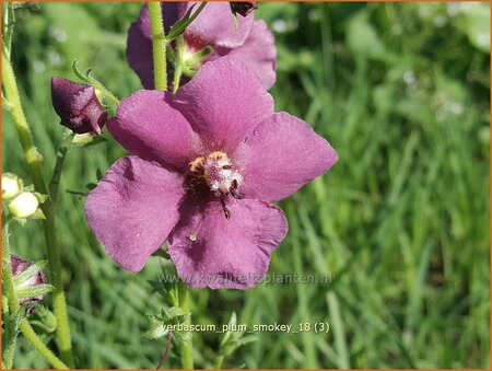 Verbascum 'Plum Smokey'