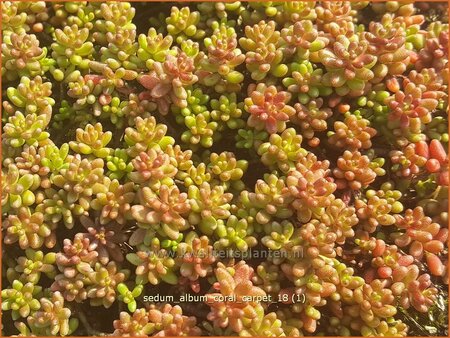 Sedum album &#39;Coral Carpet&#39;